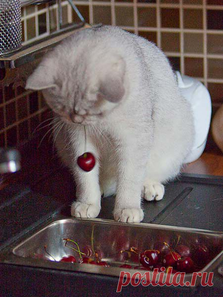 Мы, коты в черешне толк знаем!
