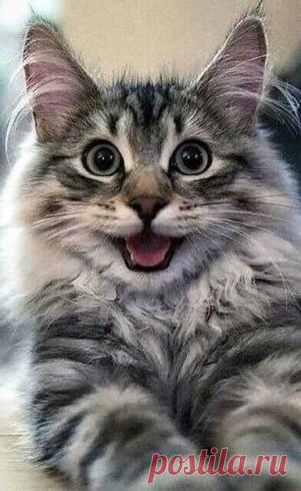 (813) Pinterest