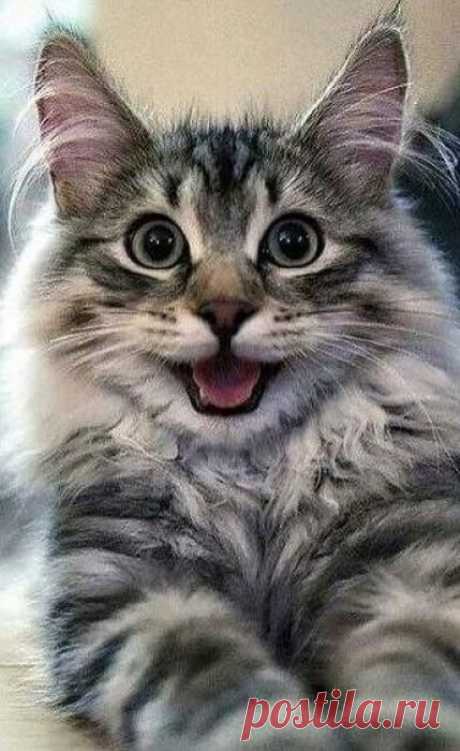 (813) Pinterest