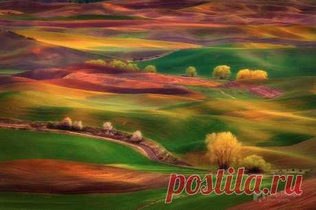 Фотографии Чипа Филлипса | FreePoll.RU