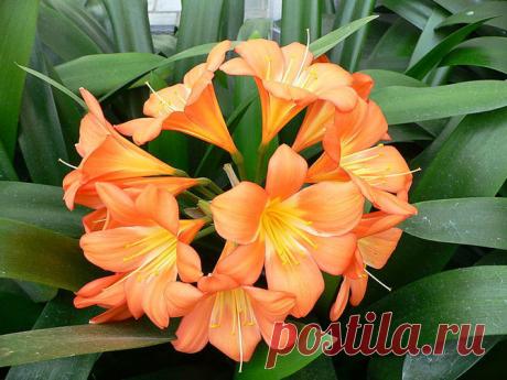 Секретная информация для любителей цветов...