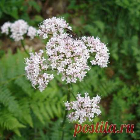 УСТРАНЯТ МОЛОЧНИЦУ, СПРАВЯТСЯ С БЕДОЙ ХОЗЯЙСТВЕННОЕ МЫЛО И ТРАВЯНОЙ НАСТОЙ