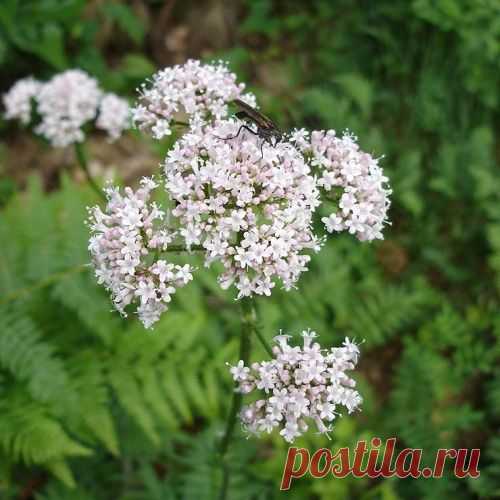 УСТРАНЯТ МОЛОЧНИЦУ, СПРАВЯТСЯ С БЕДОЙ ХОЗЯЙСТВЕННОЕ МЫЛО И ТРАВЯНОЙ НАСТОЙ