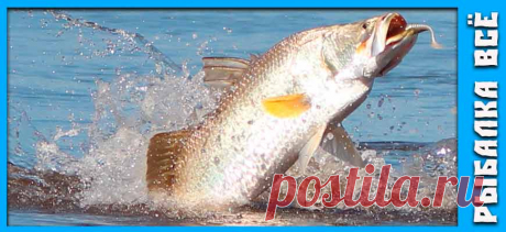 На рыбалке в Таиланде - fishing-all.ru История о рыбалке в Таиланде, как и на что ловить рыбу баррамунди и другие виды рыб которые водятся в Таиланде.