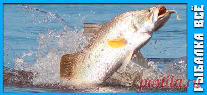 На рыбалке в Таиланде - fishing-all.ru История о рыбалке в Таиланде, как и на что ловить рыбу баррамунди и другие виды рыб которые водятся в Таиланде.