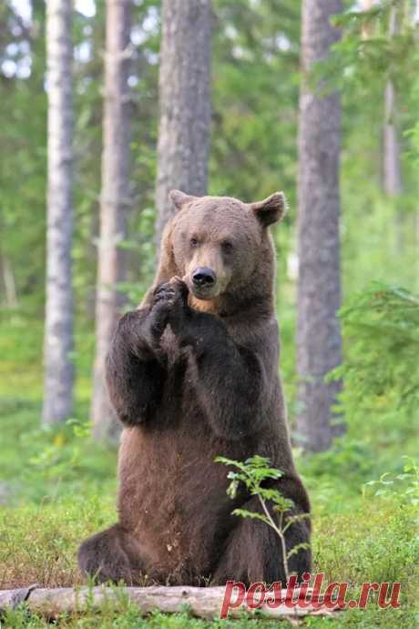 Мишка косолапый / cute bear – Google+
