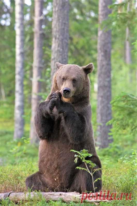 Мишка косолапый / cute bear – Google+