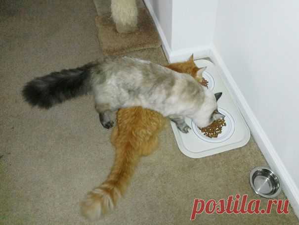 21 пример феноменальной кошачьей логики | Дай лапку