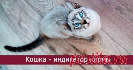 Кошка — индикатор кармы