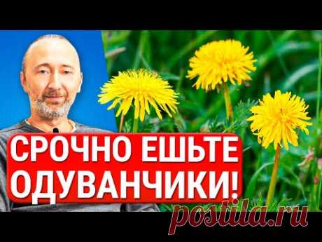 Лечебные свойства, Заготовка и Рецепты из Одуванчика для сердца, почек, печени, суставов, кожи и...