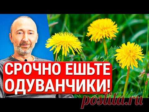 Лечебные свойства, Заготовка и Рецепты из Одуванчика для сердца, почек, печени, суставов, кожи и...