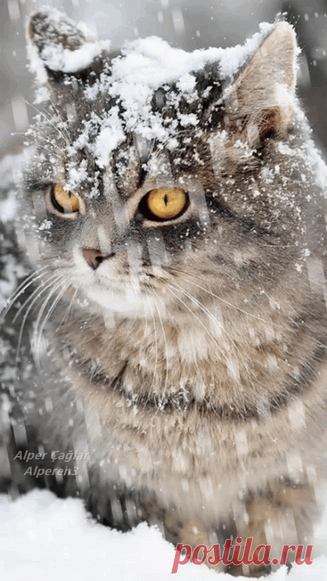 167.gif (500×889)