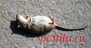 Есть люди, которые настолько серьезно относятся к своим обязанностям, что буквально сгорают на работе, будучи уверенными в своей незаменимости и важности. Однако, в большинстве случаев их жертва так же бессмысленна и напрасна, как жертва глупой мыши из этой поучительной басни.