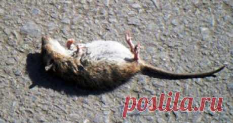 Есть люди, которые настолько серьезно относятся к своим обязанностям, что буквально сгорают на работе, будучи уверенными в своей незаменимости и важности. Однако, в большинстве случаев их жертва так же бессмысленна и напрасна, как жертва глупой мыши из этой поучительной басни.