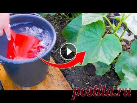 ОГУРЦЫ РАСТУТ КАК БЕШЕНЫЕ И НЕ БОЛЕЮТ ПОСЛЕ ЭТОЙ ПОДКОРМКИ! СЫВОРОТКА (МОЛОКО, КЕФИР) + ЙОД. Чтобы огурцы хорошо плодоносили и не болели, я делаю для них натуральную подкормку под корень и обработку по листу простым и действенным раствором, на...