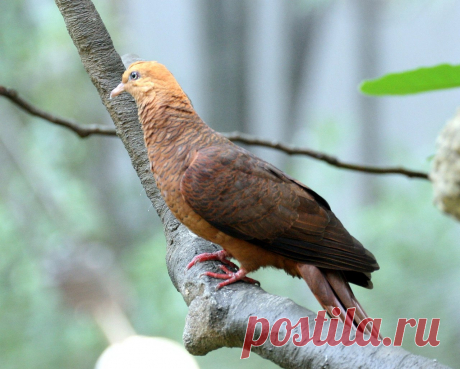 Сем. Голубиные (Columbidae)
Румяный кукушковый голубь (Macropygia emiliana)