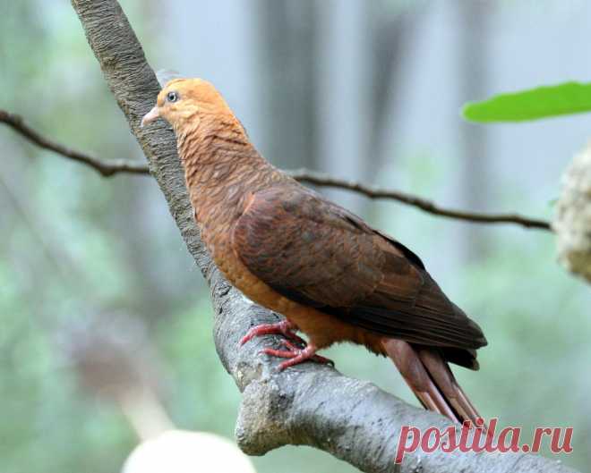 Сем. Голубиные (Columbidae)
Румяный кукушковый голубь (Macropygia emiliana)