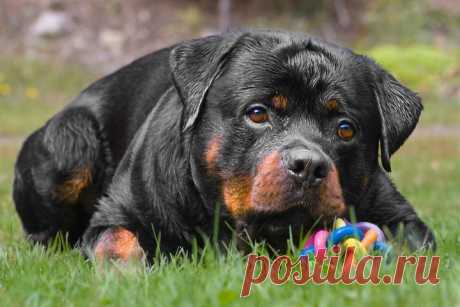 Ротвеллер фото, фото собак породы ротвейлер, фотографии ротвейлера и щенков ротвейлера