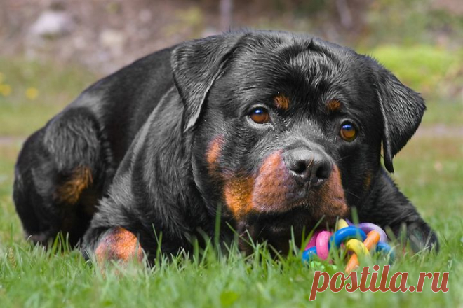 Ротвеллер фото, фото собак породы ротвейлер, фотографии ротвейлера и щенков ротвейлера