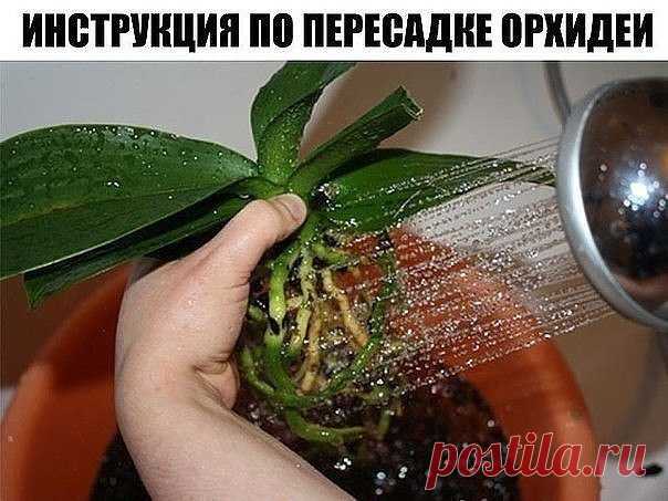 ПОШАГОВАЯ ИНСТРУКЦИЯ ПО ПЕРЕСАДКЕ ФАЛЕНОПСИСА( ОРХИДЕЯ)

Мы эту информацию собирали по крупицам, сохраняйте для себя и делитесь с друзьями. Старались для вас, дорогие). В интернете такого не найдете.

Шаг 1
Показать полностью…