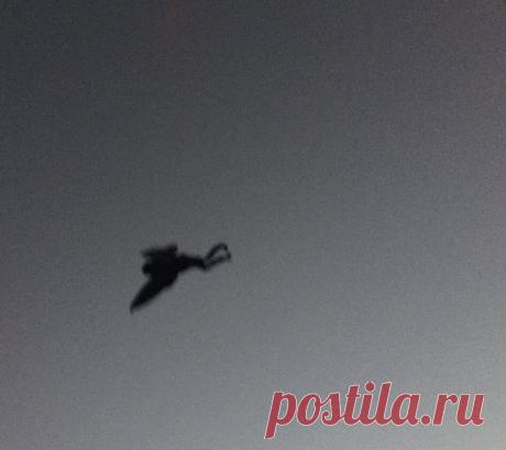 Кто живёт в пещере на горе Пидан? Истории о человеке-мотыльке из Приморского края рассказывают с начала 20 века | Записки Освальдо Просперо | Яндекс Дзен