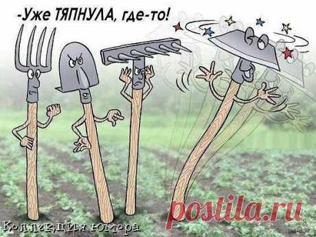 Коллекция юмора ツ