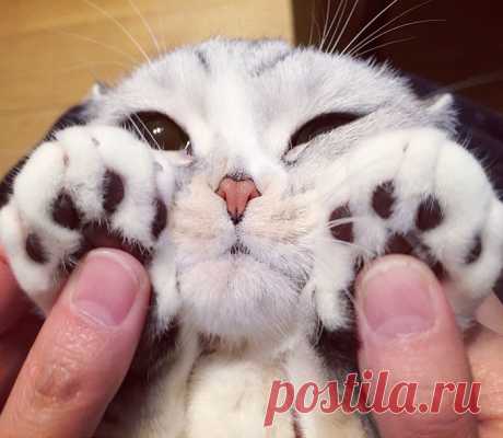 Хана — обворожительная кошка с огромными глазами, которая покорила Instagram