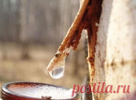 Березовый сок – эликсир здоровья