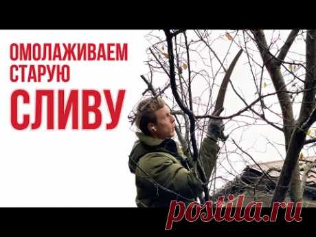 Как старую сливу заставить плодоносить?