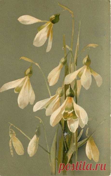 Snowdrops by Catherine Klein ~ 1907. | акварель
