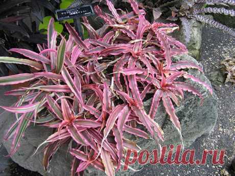 Комнатное растение Криптантус (Cryptanthus). Криптантусы, которые называют &quot;земляными звездами&quot;, ценятся за красивые листья и небольшие размеры самих растений. Содержание большинства из них возможно в парничках или оранжереях. Цветение - не самая яркая черта криптантусов. Над розеткой листьев поднимается малоцветковое соцветие, состоящее из трехцветковых колосков. Размножение осуществляют отделением молодых побегов во время летней пересадки растения.