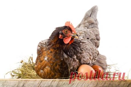 Почему сырую курицу нельзя мыть перед приготовлением? | Вечные вопросы | Вопрос-Ответ | Аргументы и Факты