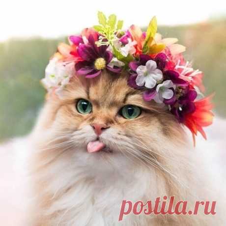 Юмор