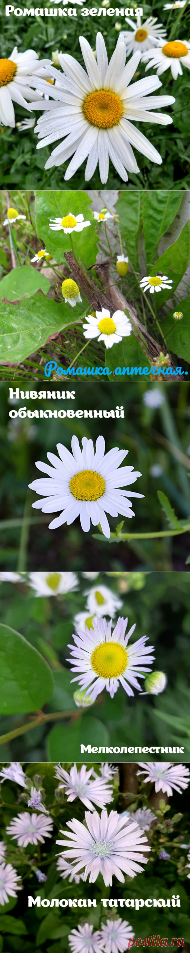 Как называются цветы похожие на ромашки: описание, фотографии