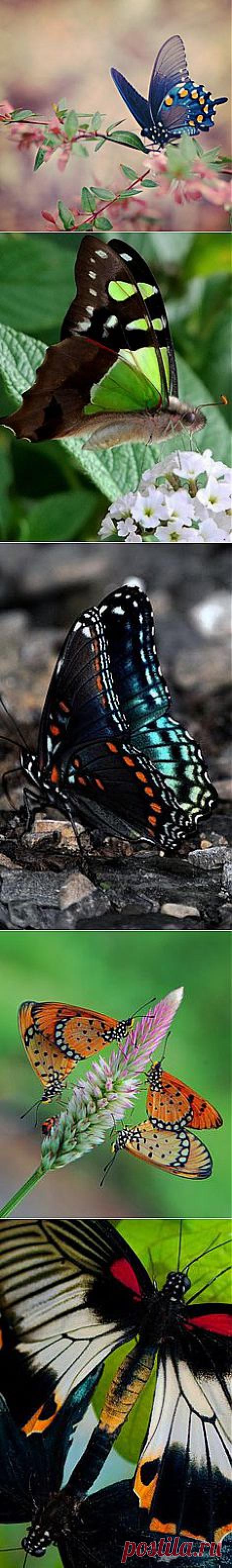 Sara Orange Tip | Butterflies & Moths