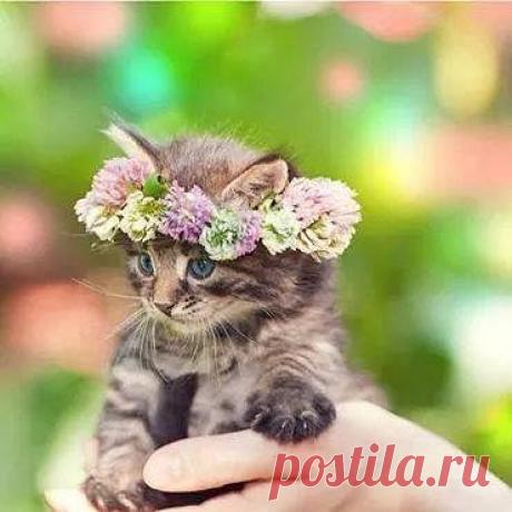 Фразы,Высказывания,Стихи,Цитаты,Видео...
Елена Станова