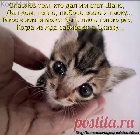 Они всегда нуждаются в нашей помощи | KotoMail.ru