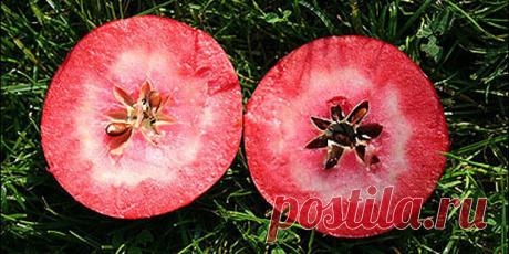 Розовый Жемчуг – сорт яблок с ярким розовым или красным цветом мякоти и фруктово-ягодным вкусом.