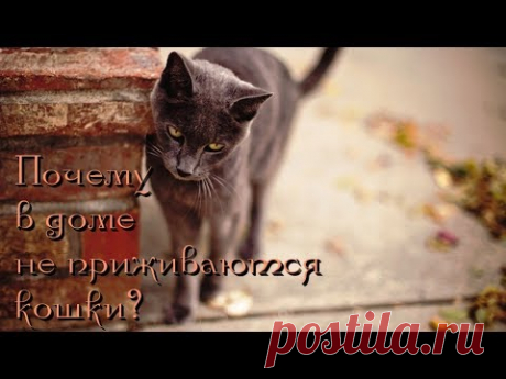 Почему в доме не приживаются кошки