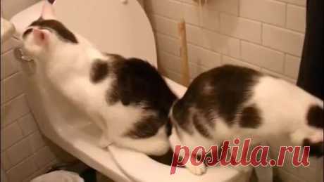 Как приучить кошку к унитазу? Советы владельцам кошек