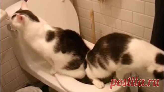 Как приучить кошку к унитазу? Советы владельцам кошек