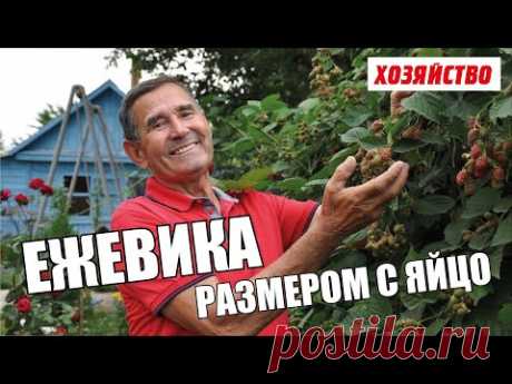 Выращивание ежевики от специалиста с многолетним стажем