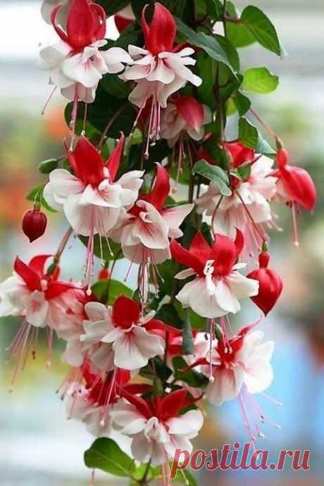 Найдено на сайте dayliliesinaustralia.com.au.
