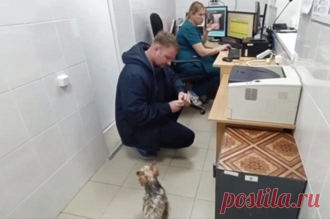 В Петербурге у выжившего в мусоровозе пса выявили проблемы со здоровьем. У собаки обнаружили переломы ребер, коллапс трахеи и сердечную недостаточность.