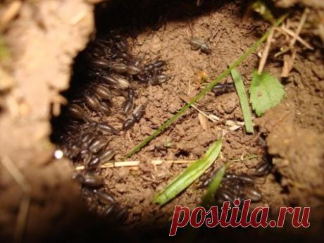 8 СПОСОБОВ ИЗБАВИТЬСЯ ОТ МЕДВЕДКИ
- Самый лучший способ борьбы с этим насекомым – это пригласить на заряженный участок крота :)...#БорьбаСВредителями...