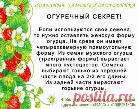 Садоводу! 
Дорогие друзья! Чтобы не потерять совет, жмите &quot;Класс!&quot;, а потом &quot;поделиться&quot;. Так он останется на вашей стене, а кроме того - его смогут увидеть ваши друзья!