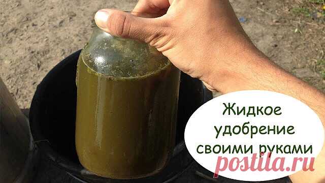 ЖИДКОЕ УДОБРЕНИЕ СВОИМИ РУКАМИ 

Жидкие удобрения становятся всё популярнее у дачников. Их можно приготовить самим, что технически будет более грамотно. Ведь так вы сможете вырастить культуры, уже адаптированные именно к вашей почве и к вашему климату.  

Основой всех составов, улучшающих почву и защищающих растения, являются дрожжи и молочнокислые бактерии. Поэтому в качестве главного компонента будем использовать бражку. 

Однако не стоит перекармливать растения дрожжами...