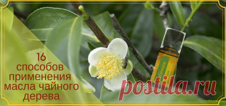 16 способов применения масла чайного дерева | Здоровье и красота от природы
Масло чаного дерева - йод и зеленка в одном флаконе! Сколько интересных способов использования эфира чайного дерева. Пользуйтесь с удовольствием!