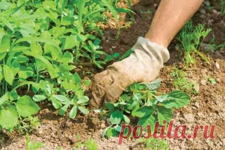 Сделала особый состав и избавилась от сорняков навсегда!🌱 🍀