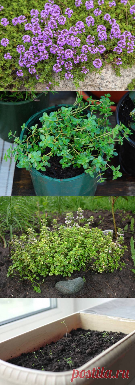Тимьян: выращиваем чабрец для грядки и дома